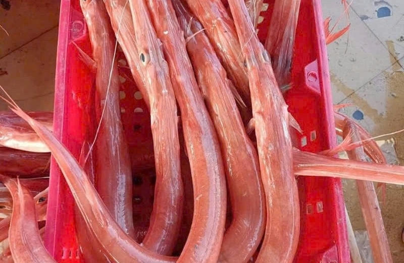 Lo&agrave;i c&aacute; c&oacute; h&igrave;nh dạng độc nhất v&ocirc; nhị ở Việt Nam, l&agrave; m&oacute;n ngon được giới nh&agrave; gi&agrave;u "săn l&ugrave;ng"- Ảnh 1.