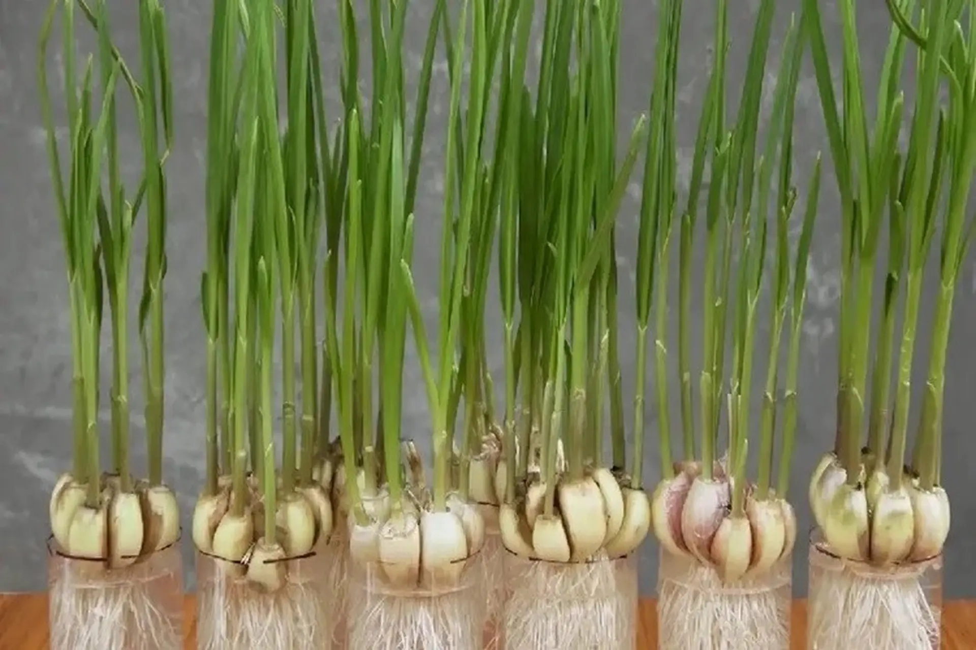 Chuột rất sợ 7 loại c&acirc;y n&agrave;y: Muốn đuổi chuột, h&atilde;y trồng &iacute;t nhất 1 loại- Ảnh 1.