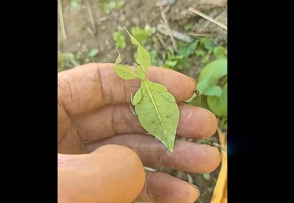 Người đ&agrave;n &ocirc;ng sốc nặng khi ph&aacute;t hiện ra chiếc l&aacute; "biết đi"- Ảnh 1.