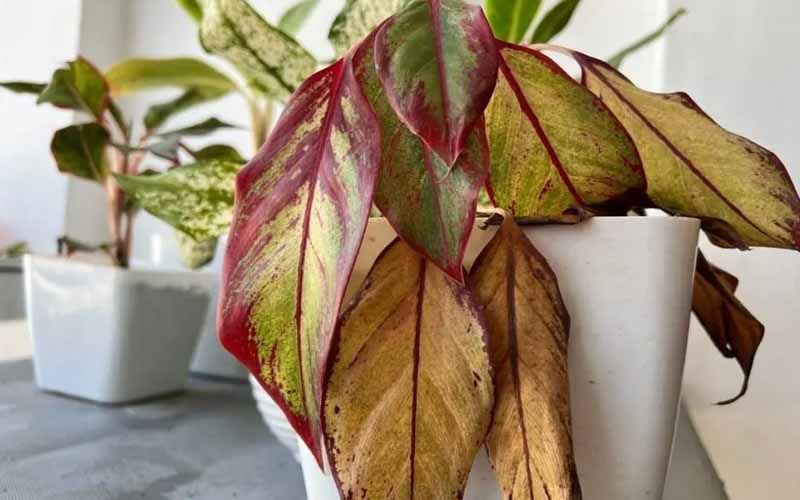 4 loại c&acirc;y cảnh kh&ocirc;ng n&ecirc;n để ở ph&ograve;ng kh&aacute;ch: 1 c&acirc;y nhiều gia đ&igrave;nh rất hay d&ugrave;ng để b&agrave;i tr&iacute;- Ảnh 4.