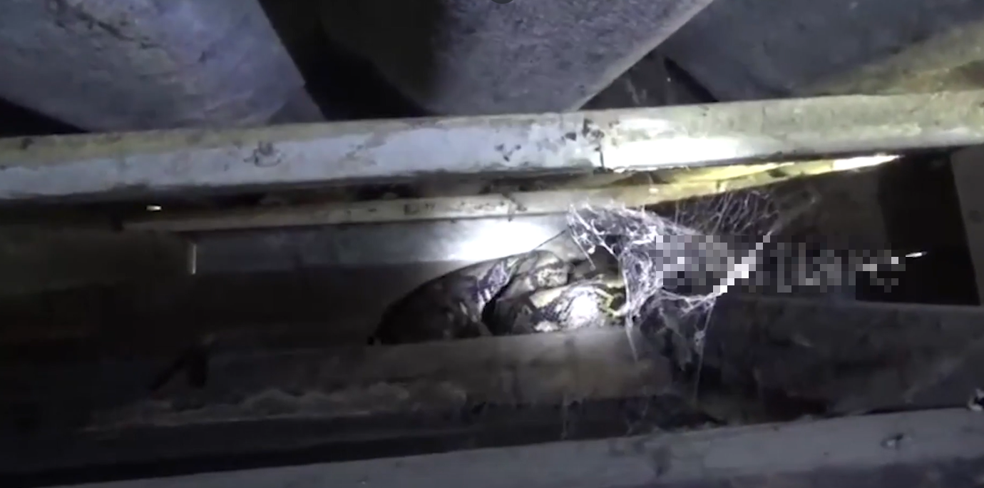 Nh&igrave;n l&ecirc;n trần nh&agrave;, người đ&agrave;n &ocirc;ng ph&aacute;t hiện cảnh tượng "nổi da g&agrave;"- Ảnh 1.