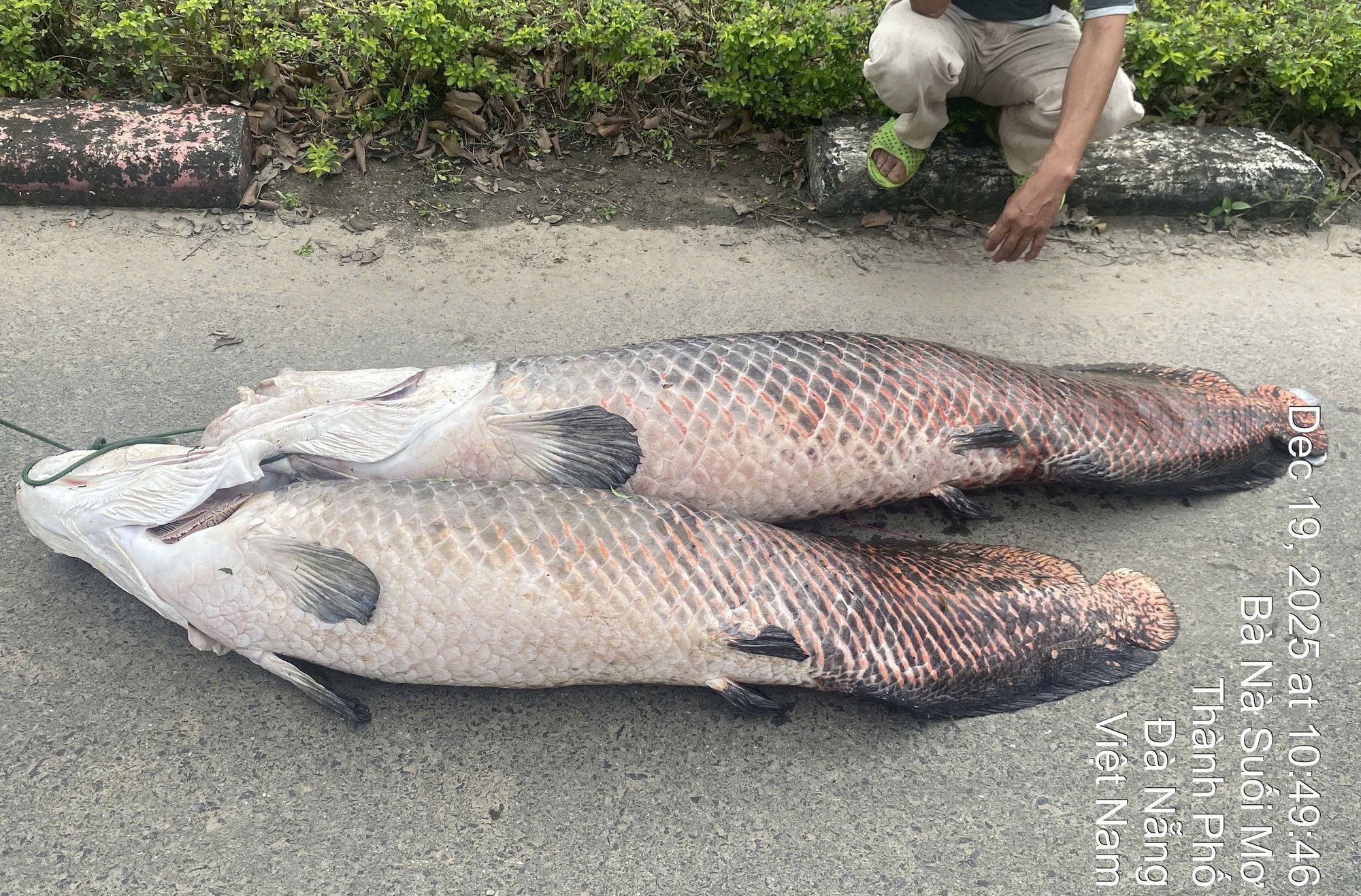 Ph&aacute;t hiện x&aacute;c c&aacute; nghi l&agrave; hải tượng long nổi tr&ecirc;n hồ nước tự nhi&ecirc;n ở Đ&agrave; Nẵng- Ảnh 1.