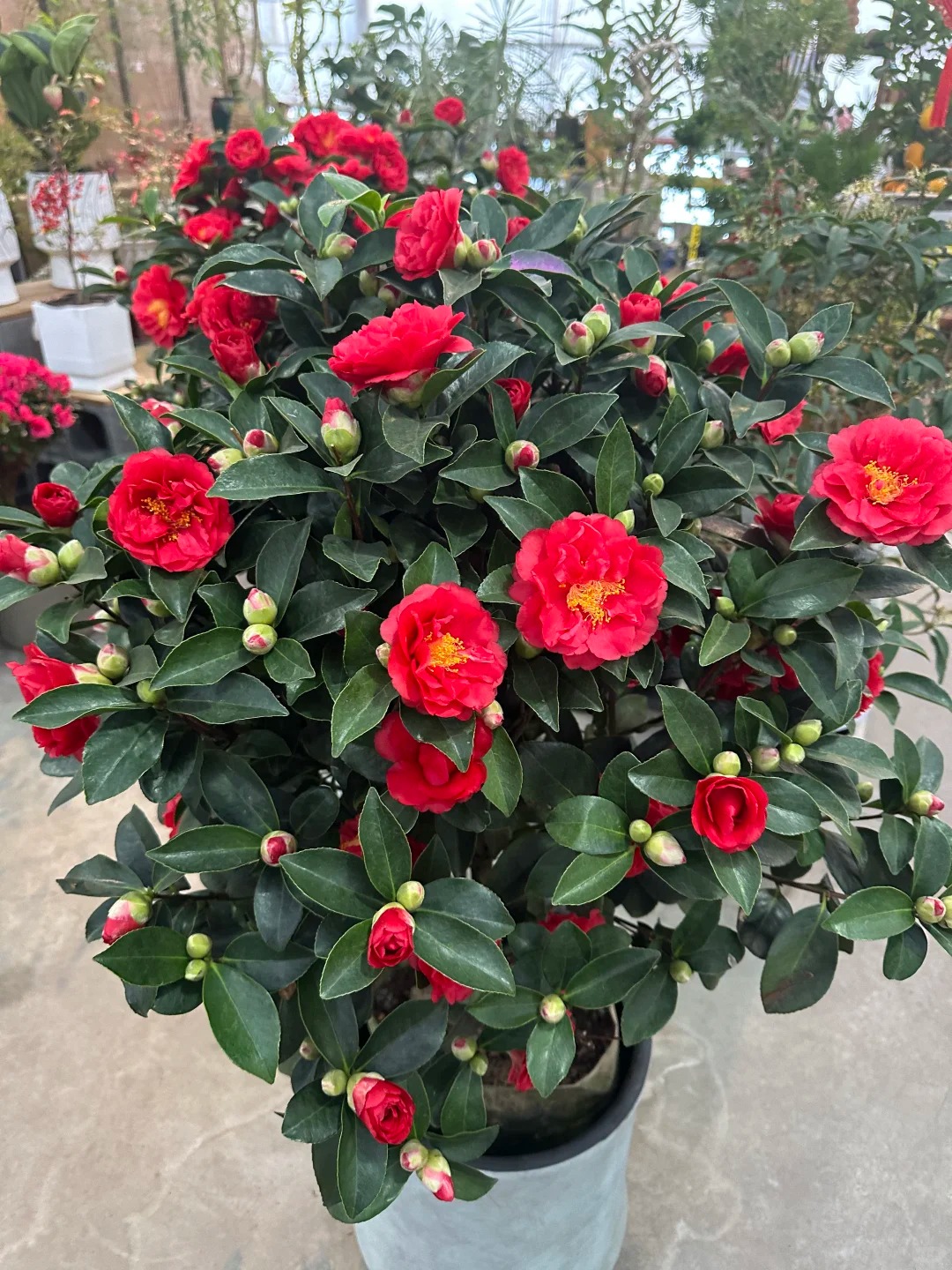 Tết 2026 chơi g&igrave; cho 