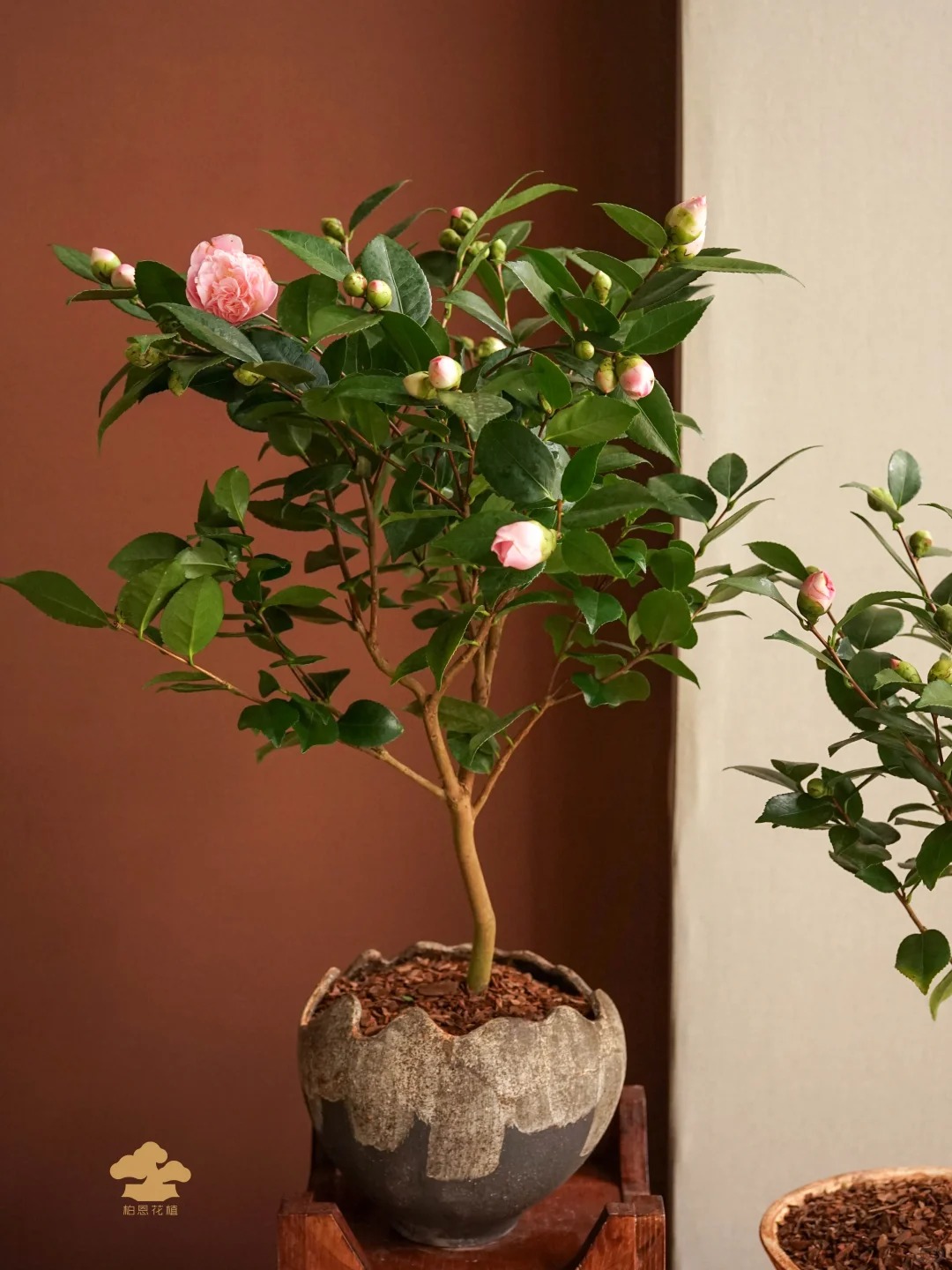 Tết 2026 chơi g&igrave; cho 