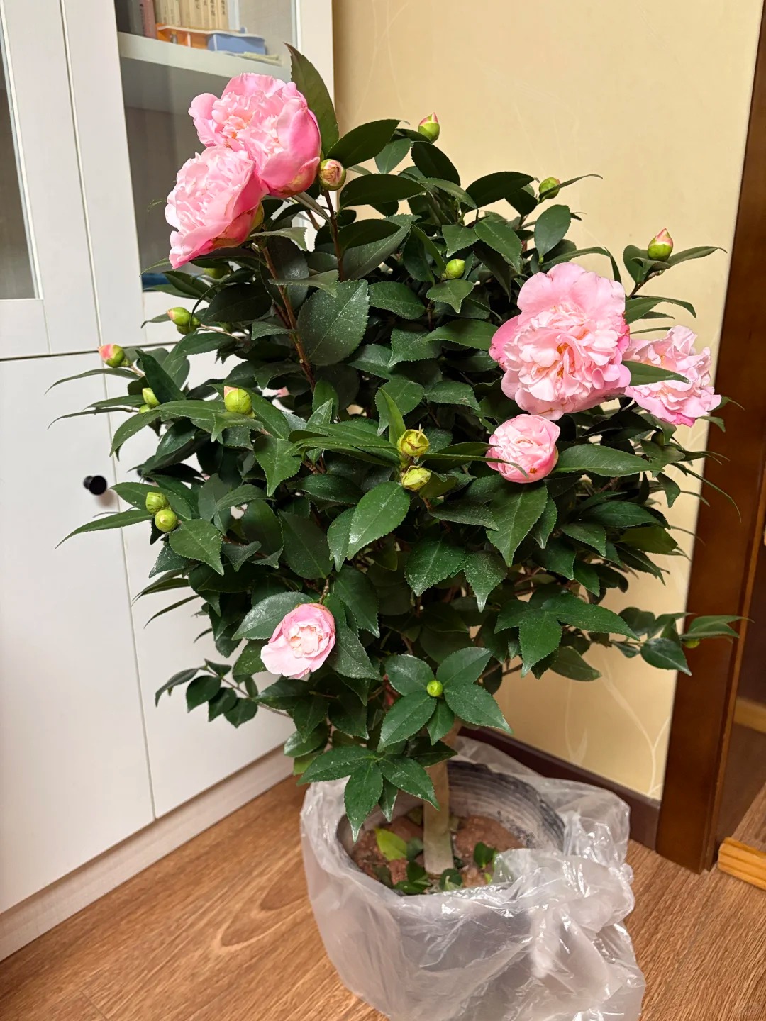 Tết 2026 chơi g&igrave; cho 