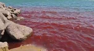 "Mưa m&aacute;u" nhuộm đỏ cả b&atilde;i biển, người d&acirc;n sợ h&atilde;i nghĩ đến lời ti&ecirc;n tri về ng&agrave;y tận thế- Ảnh 3.