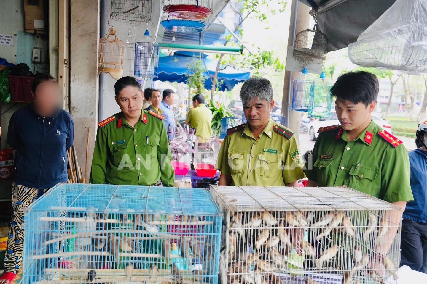 Tạm giữ 150 chim ri do người d&acirc;n nu&ocirc;i nhốt tr&aacute;i ph&eacute;p ở Gia Lai- Ảnh 1.