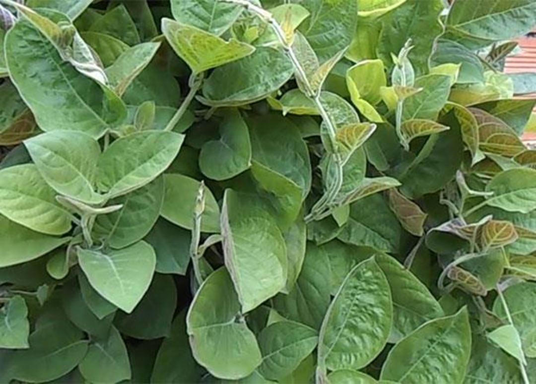 Loại rau &iacute;t "ngậm" thuốc trừ s&acirc;u nhất chợ, đầu bảng ở qu&ecirc; mọc um t&ugrave;m bờ r&agrave;o- Ảnh 1.