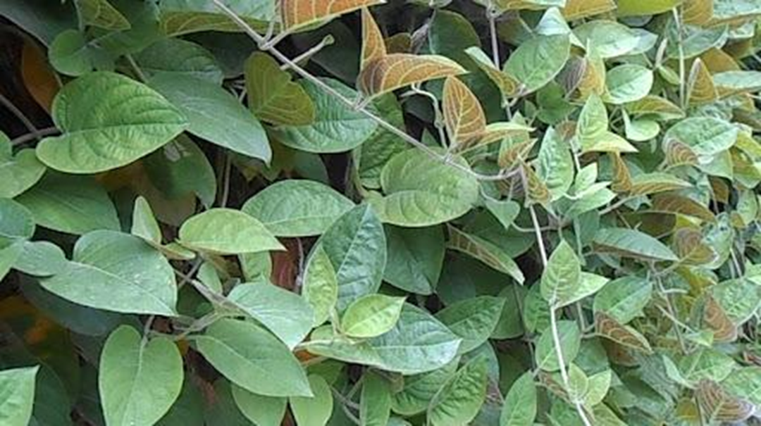 Loại rau &iacute;t "ngậm" thuốc trừ s&acirc;u nhất chợ, đầu bảng ở qu&ecirc; mọc um t&ugrave;m bờ r&agrave;o- Ảnh 3.