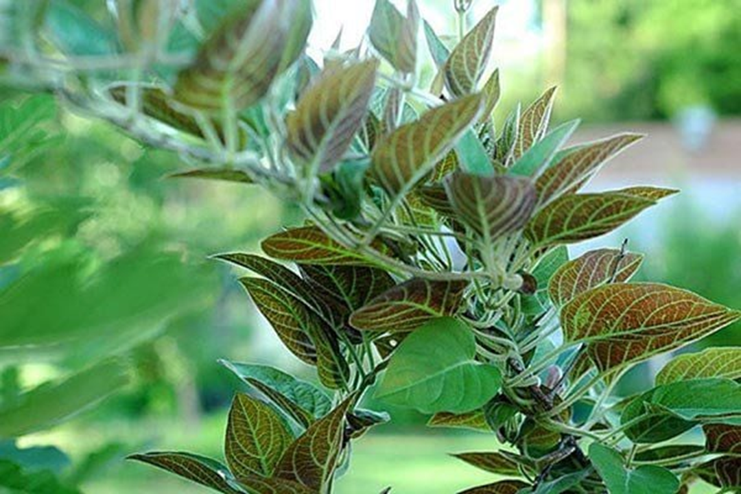 Loại rau &iacute;t "ngậm" thuốc trừ s&acirc;u nhất chợ, đầu bảng ở qu&ecirc; mọc um t&ugrave;m bờ r&agrave;o- Ảnh 2.