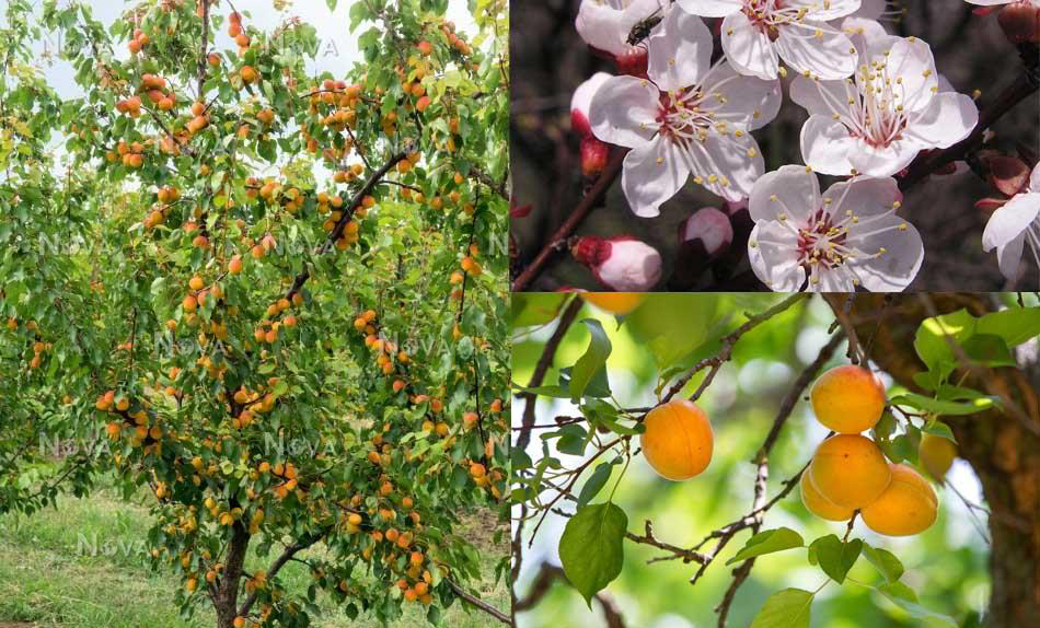 Vị thuốc của m&ugrave;a Xu&acirc;n từ loại quả "tốt nhất thế giới", Việt Nam trồng bạt ng&agrave;n- Ảnh 2.