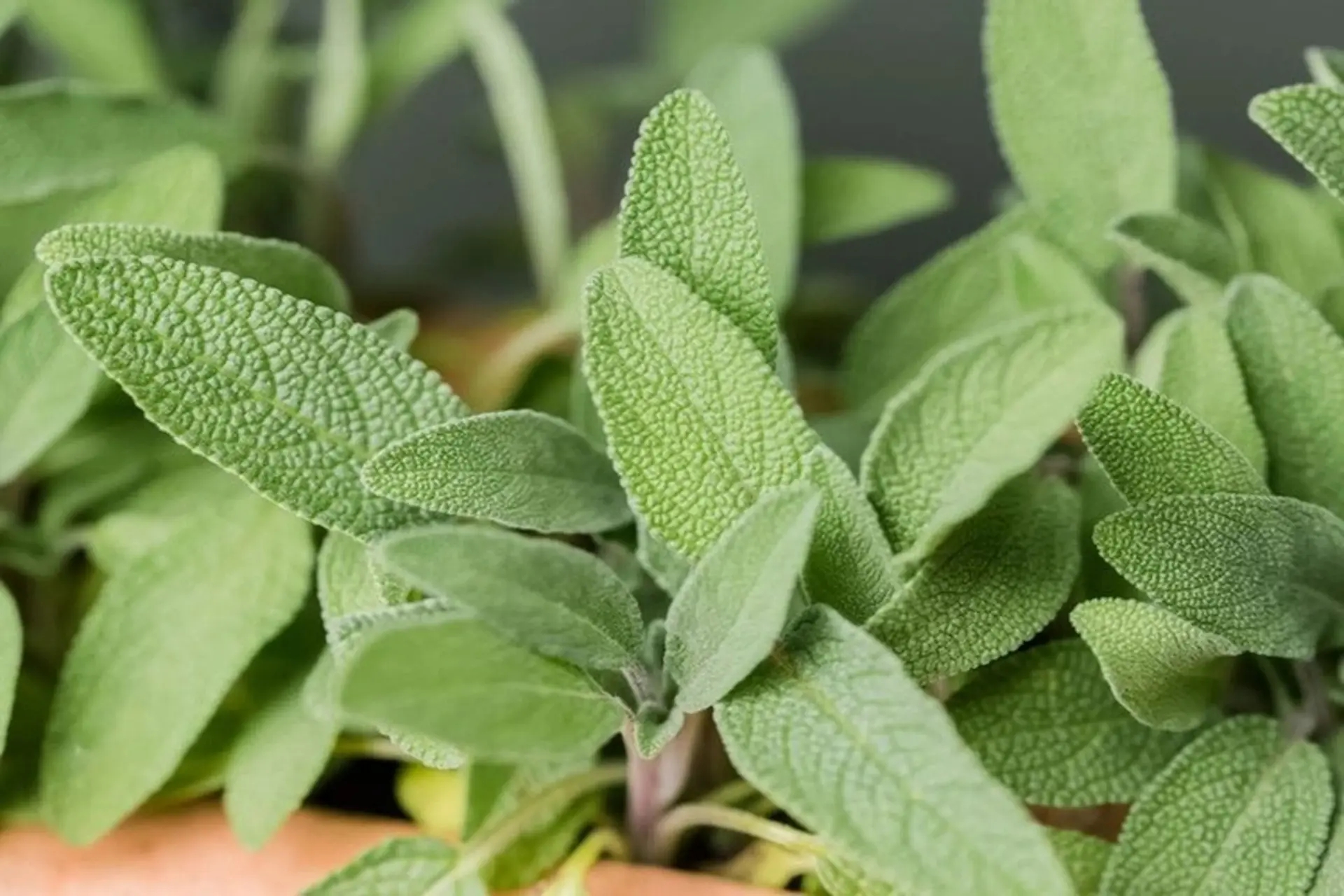 Chuột rất sợ 7 loại c&acirc;y n&agrave;y: Muốn đuổi chuột, h&atilde;y trồng &iacute;t nhất 1 loại- Ảnh 5.