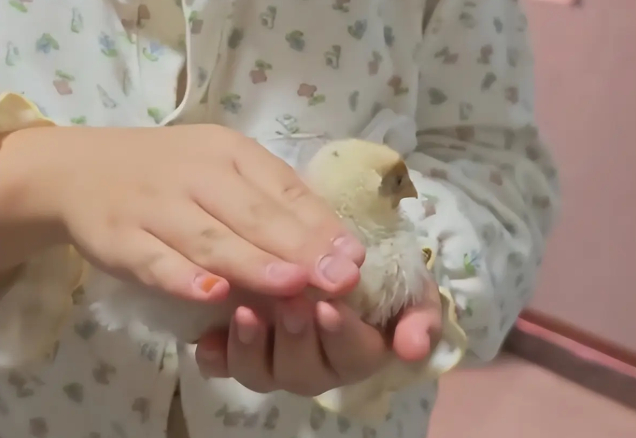 Từ giờ sao cậu b&eacute; n&agrave;y d&aacute;m ăn thịt g&agrave; nữa?- Ảnh 1.