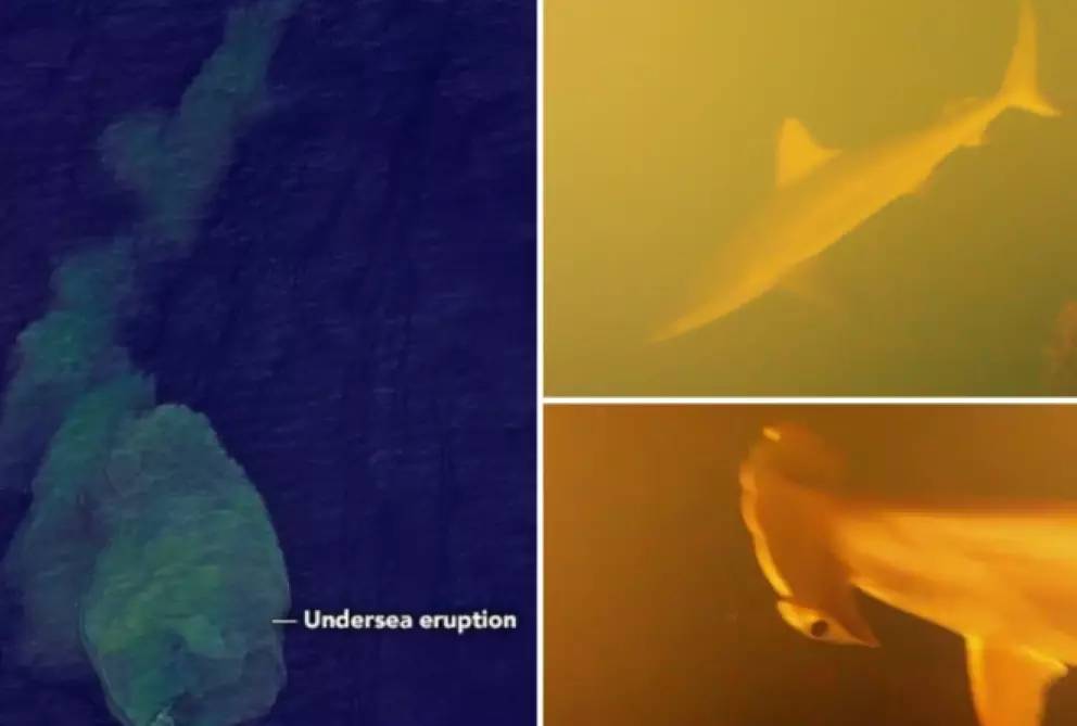 Kinh ngạc ph&aacute;t hiện &ldquo;Vương quốc c&aacute; mập&rdquo; b&ecirc;n trong miệng n&uacute;i lửa đang s&ocirc;i sục dưới đ&aacute;y biển- Ảnh 1.
