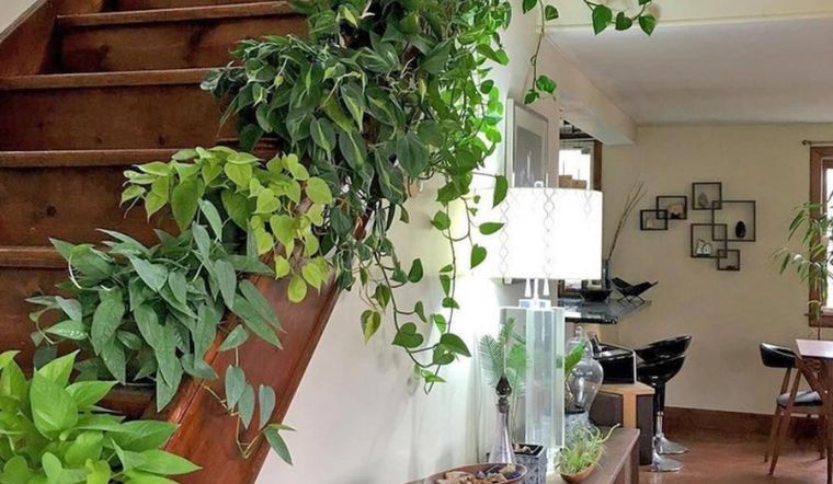 4 loại c&acirc;y cảnh kh&ocirc;ng n&ecirc;n để ở ph&ograve;ng kh&aacute;ch: 1 c&acirc;y nhiều gia đ&igrave;nh rất hay d&ugrave;ng để b&agrave;i tr&iacute;- Ảnh 3.