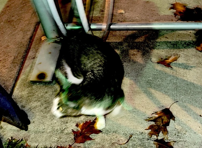 Phát hiện bất ngờ trong bệnh viện bỏ hoang- Ảnh 3.