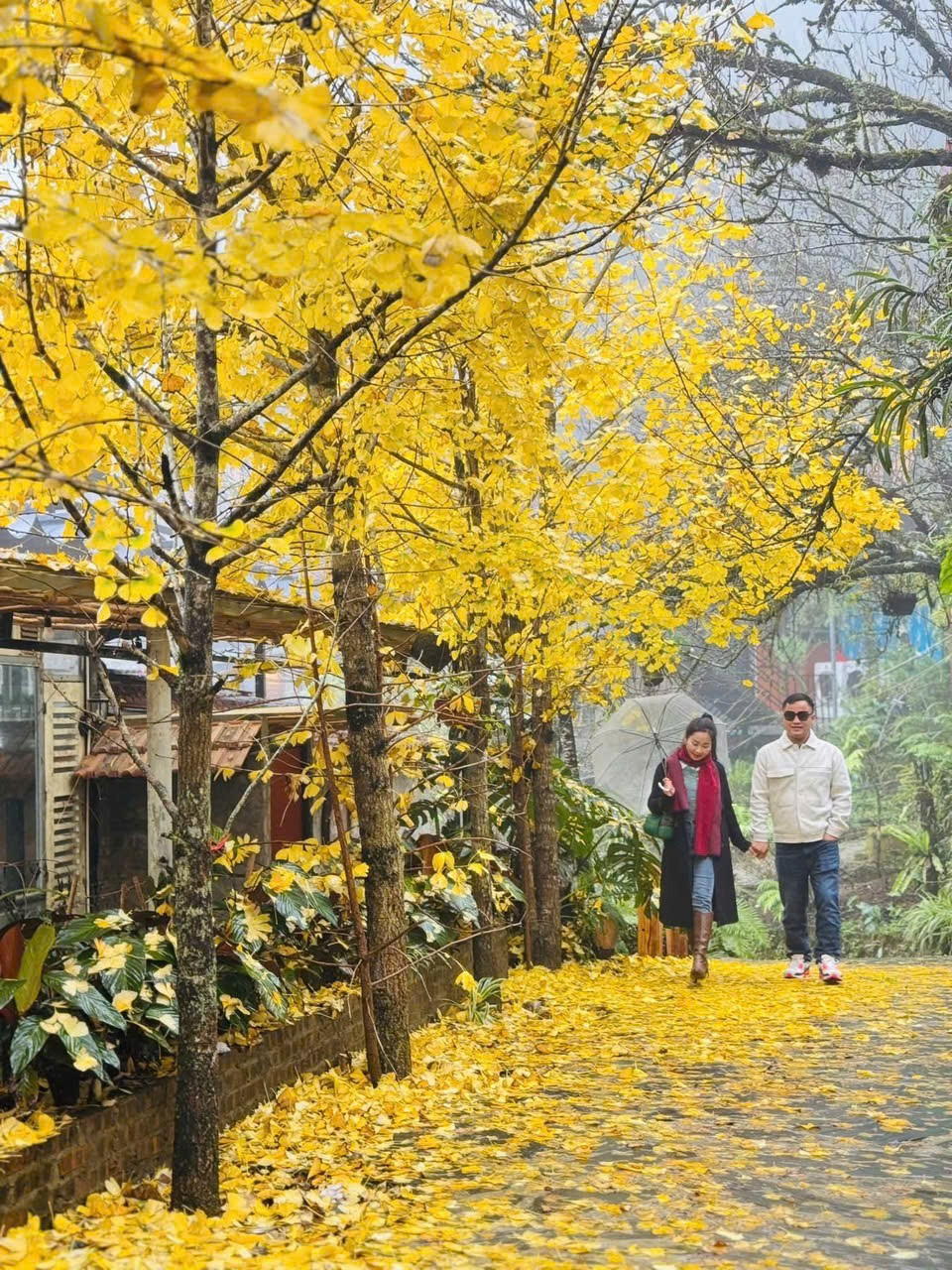 Loài cây ở Sa Pa xanh tươi quanh năm bỗng chuyển sắc vàng rực rỡ- Ảnh 4.