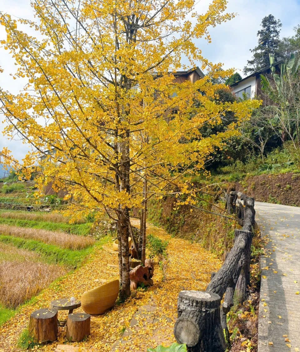 Loài cây ở Sa Pa xanh tươi quanh năm bỗng chuyển sắc vàng rực rỡ- Ảnh 3.