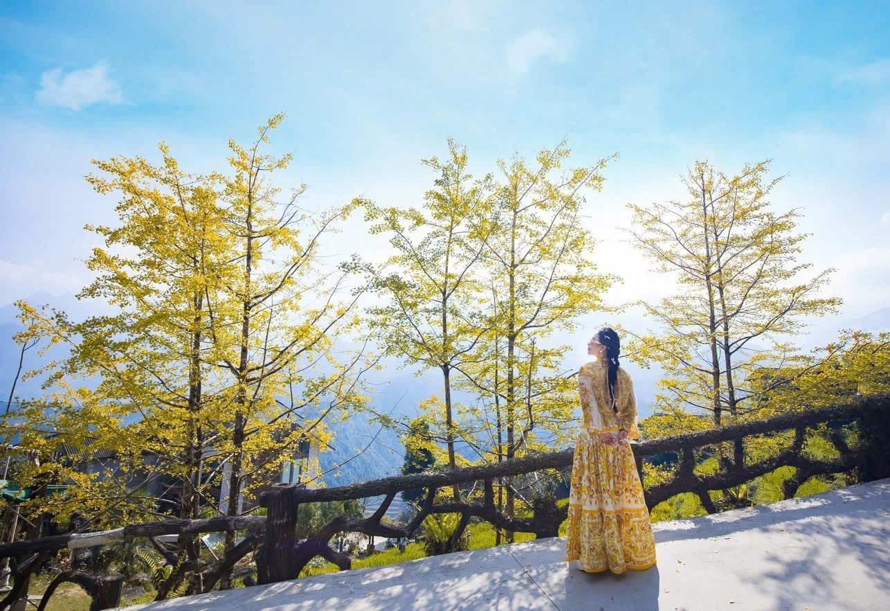 Loài cây ở Sa Pa xanh tươi quanh năm bỗng chuyển sắc vàng rực rỡ- Ảnh 7.