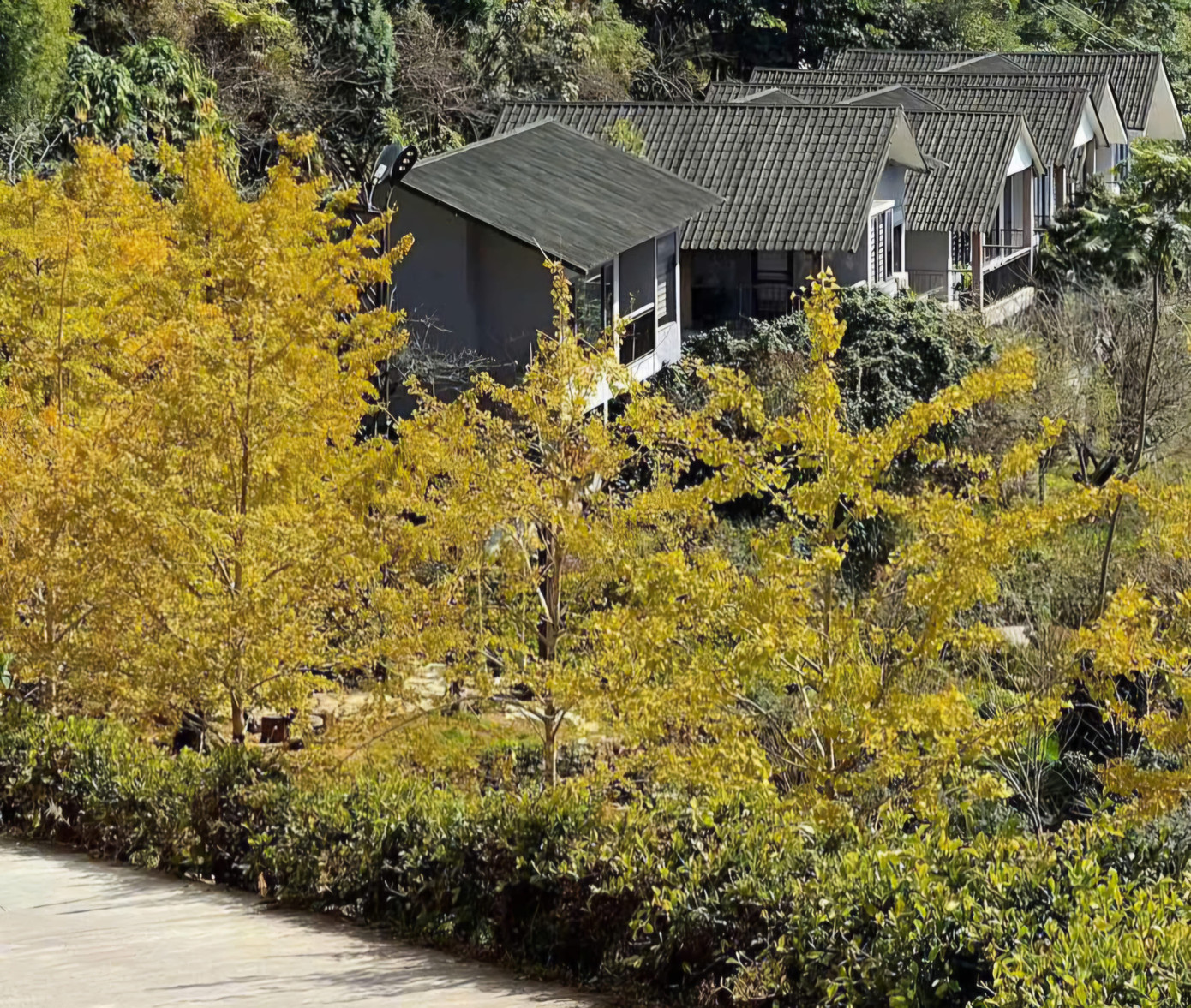 Loài cây ở Sa Pa xanh tươi quanh năm bỗng chuyển sắc vàng rực rỡ- Ảnh 1.