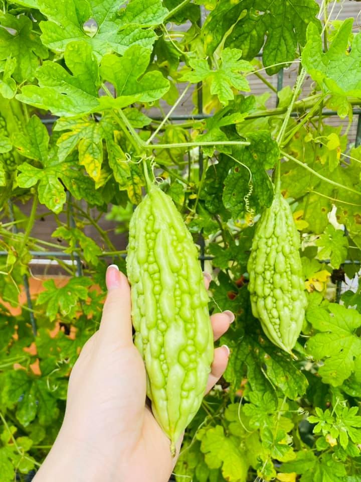 Nữ ca sĩ Việt 40 tuổi tự sinh con, không lấy chồng, ở biệt thự 20 tỷ- Ảnh 19. Nữ ca sĩ Việt 40 tuổi tự sinh con, không lấy chồng, ở biệt thự 20 tỷ- Ảnh 19.