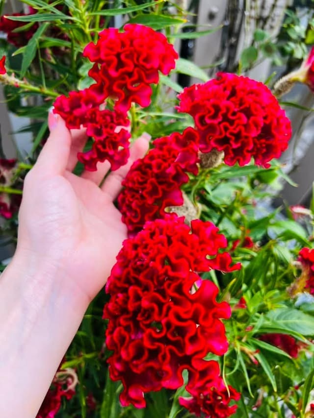 Nữ ca sĩ Việt 40 tuổi tự sinh con, không lấy chồng, ở biệt thự 20 tỷ- Ảnh 10. Nữ ca sĩ Việt 40 tuổi tự sinh con, không lấy chồng, ở biệt thự 20 tỷ- Ảnh 10.