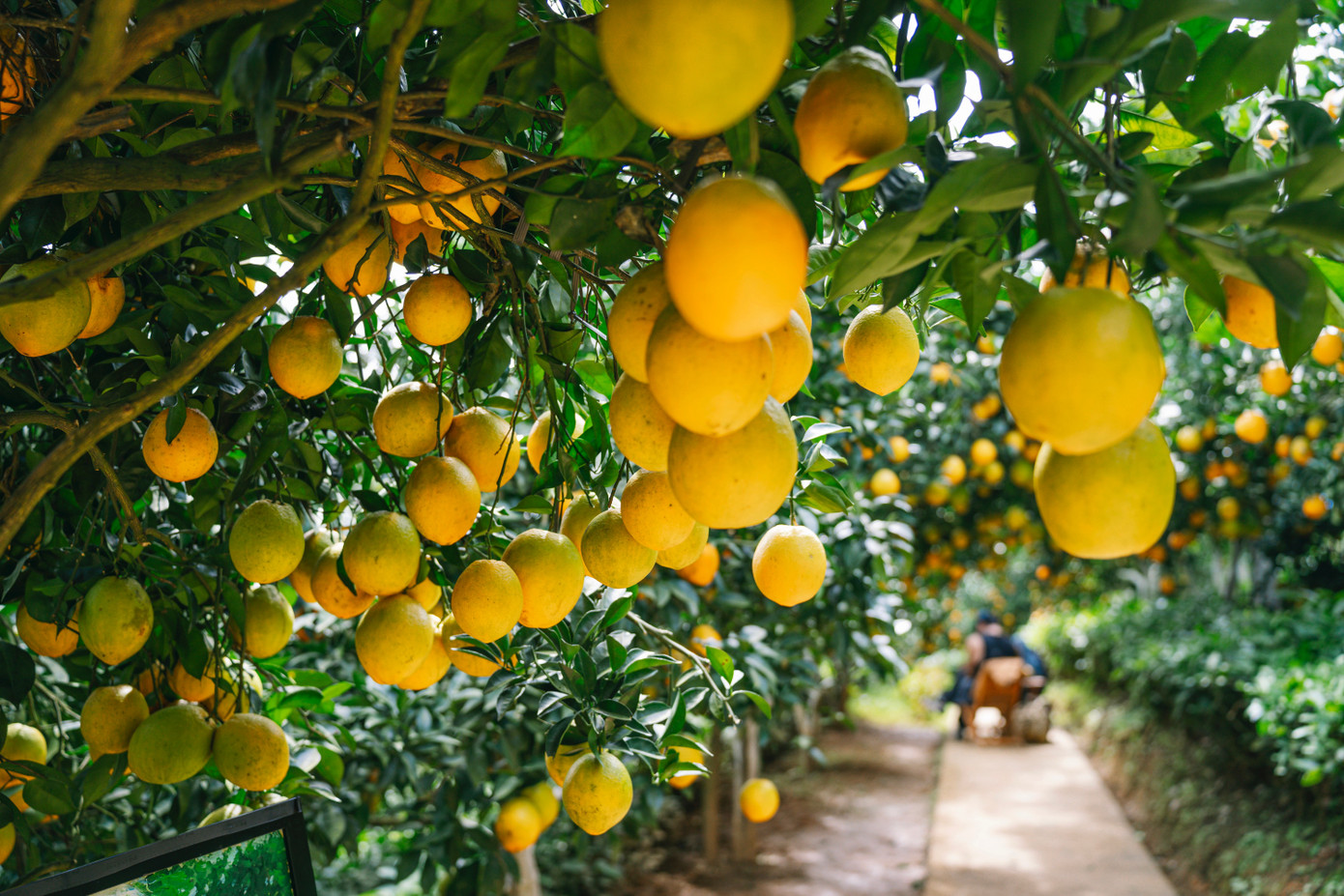 Vườn như trong phim hút khách du lịch Mộc Châu- Ảnh 2.