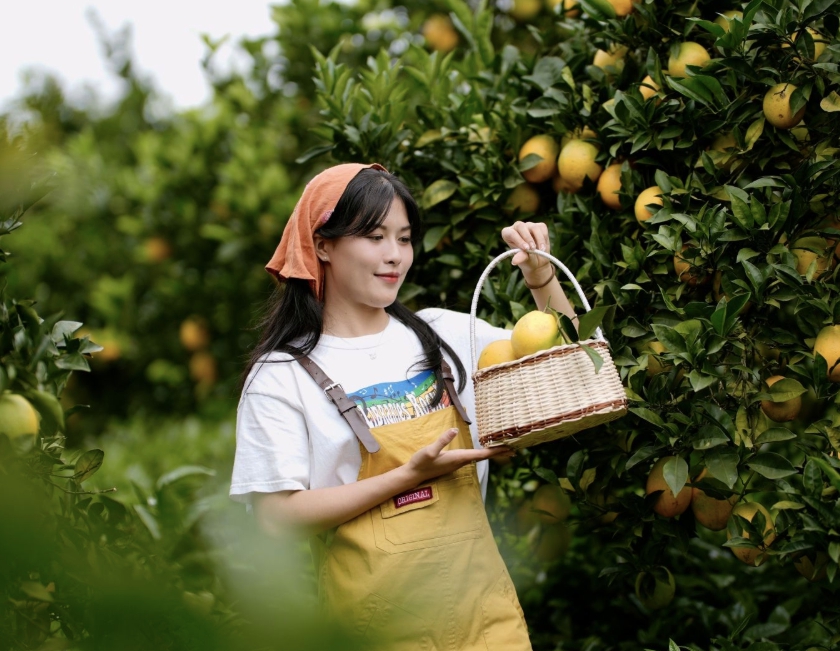 Vườn như trong phim hút khách du lịch Mộc Châu- Ảnh 8.