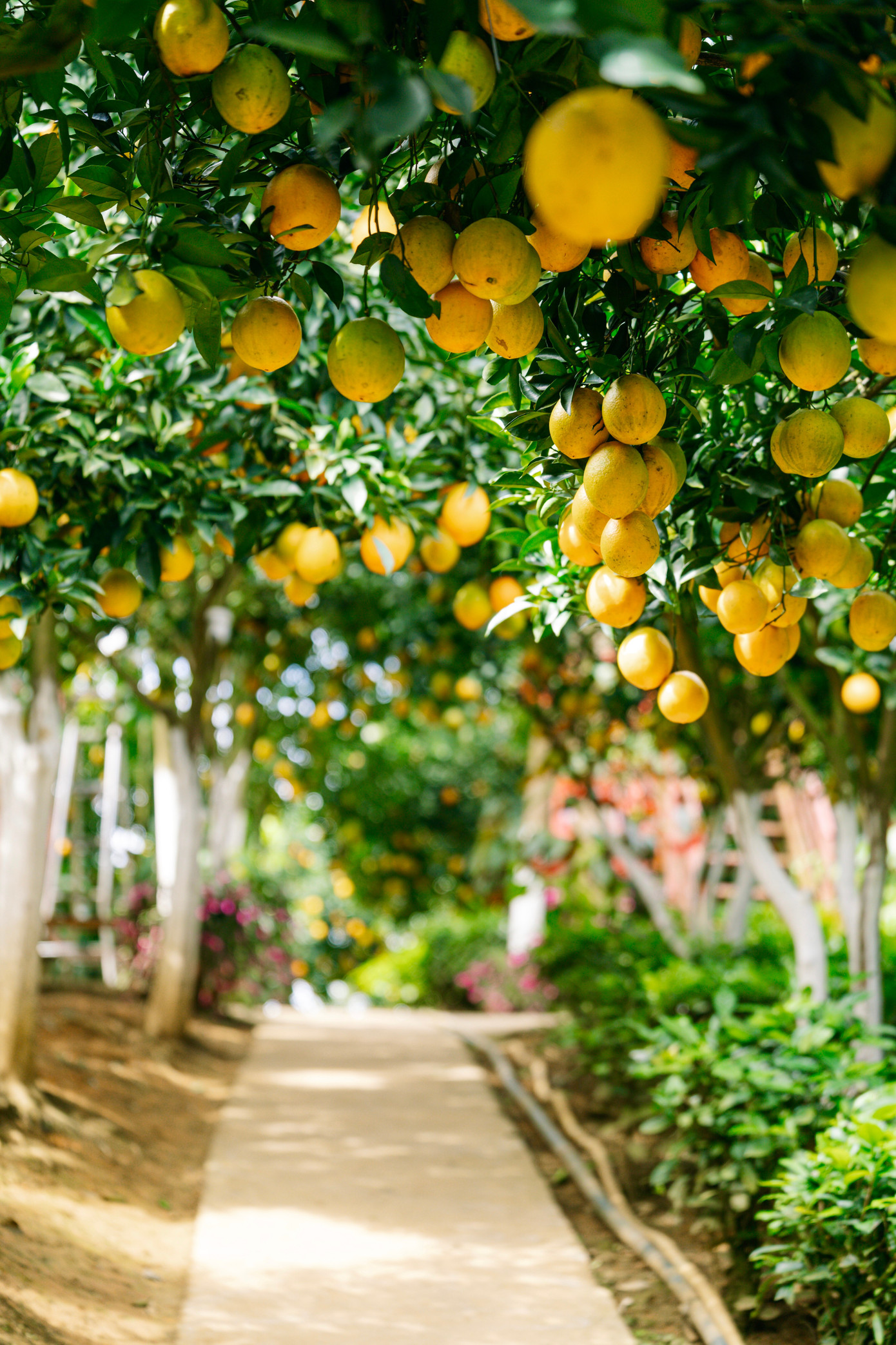 Vườn như trong phim hút khách du lịch Mộc Châu- Ảnh 3.