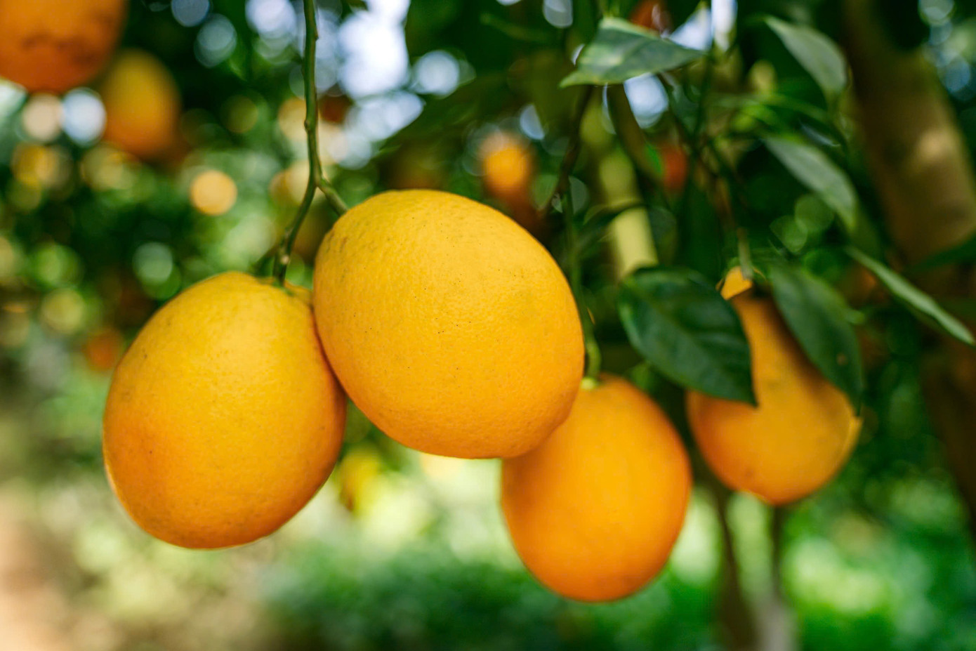 Vườn như trong phim hút khách du lịch Mộc Châu- Ảnh 6.