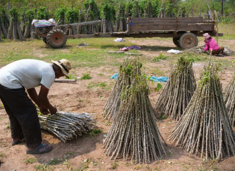 Không phải sầu riêng hay gạo, Trung Quốc bất ngờ săn lùng trở lại một mặt hàng từ Việt Nam: Thu mua hơn 95% sản lượng, nước ta là 'trùm' thứ 2 thế giới- Ảnh 1. Không phải sầu riêng hay gạo, Trung Quốc bất ngờ săn lùng trở lại một mặt hàng từ Việt Nam: Thu mua hơn 95% sản lượng, nước ta là 'trùm' thứ 2 thế giới- Ảnh 1.