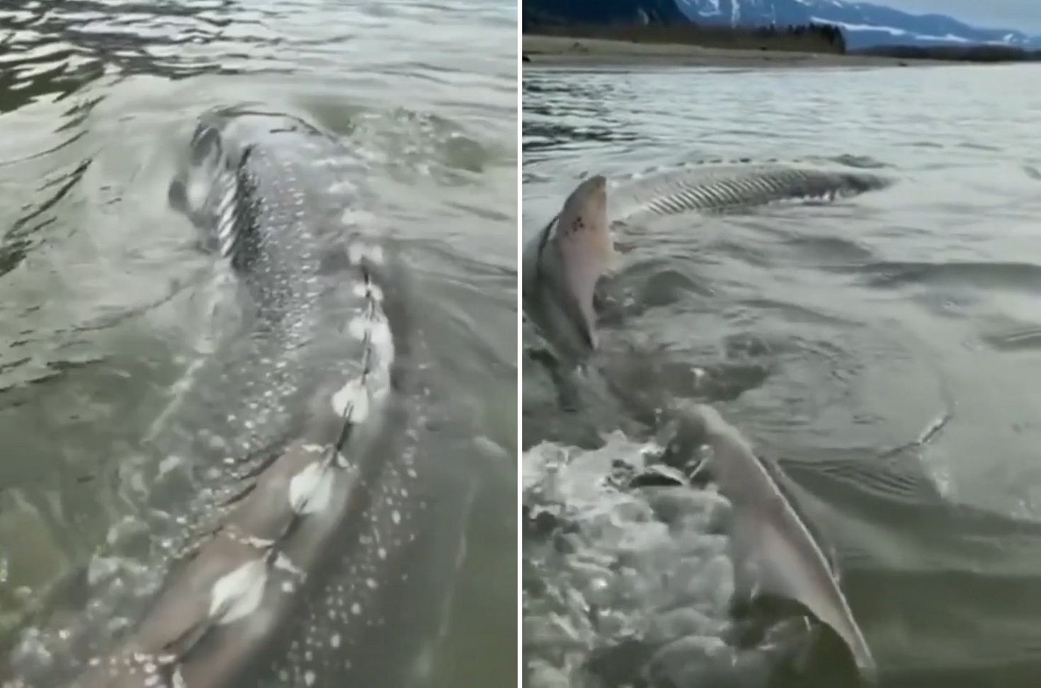 Người đàn ông câu được con cá khổng lồ nặng 270kg trên sông- Ảnh 1.