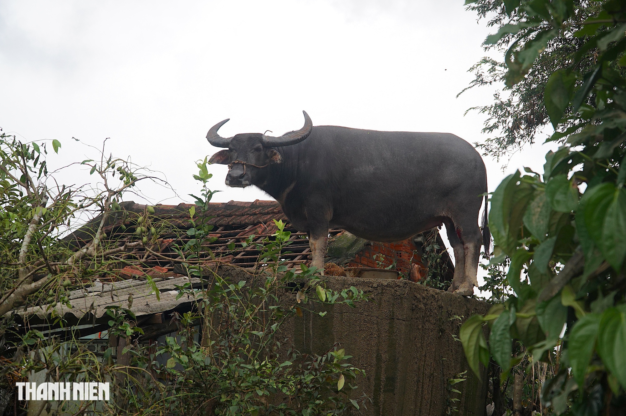 Vụ con trâu mắc kẹt trên mái nhà sau trận lũ lịch sử: Chủ trâu ra quyết định bất ngờ- Ảnh 1. Vụ con trâu mắc kẹt trên mái nhà sau trận lũ lịch sử: Chủ trâu ra quyết định bất ngờ- Ảnh 1.