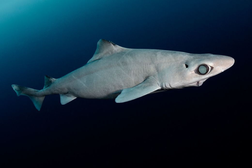 Sinh vật sót lại từ thời tiền sử đang bị đe dọa- Ảnh 1.