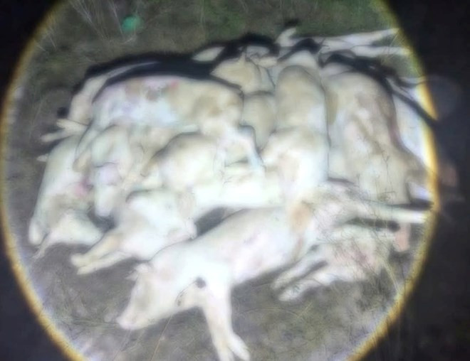 Kinh hãi hàng trăm con heo chết, nghi bị bệnh chuẩn bị đưa ra thị trường tiêu thụ- Ảnh 1.