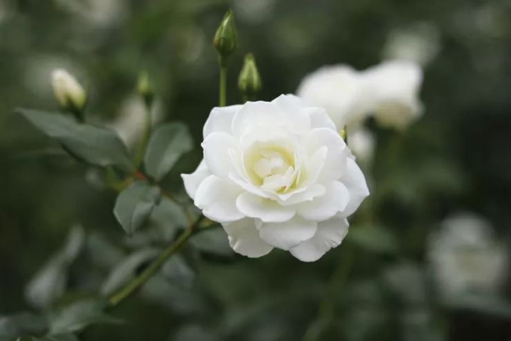 5 loại cây khiến bạn hối hận vì đã trồng quá sát nhà- Ảnh 2.