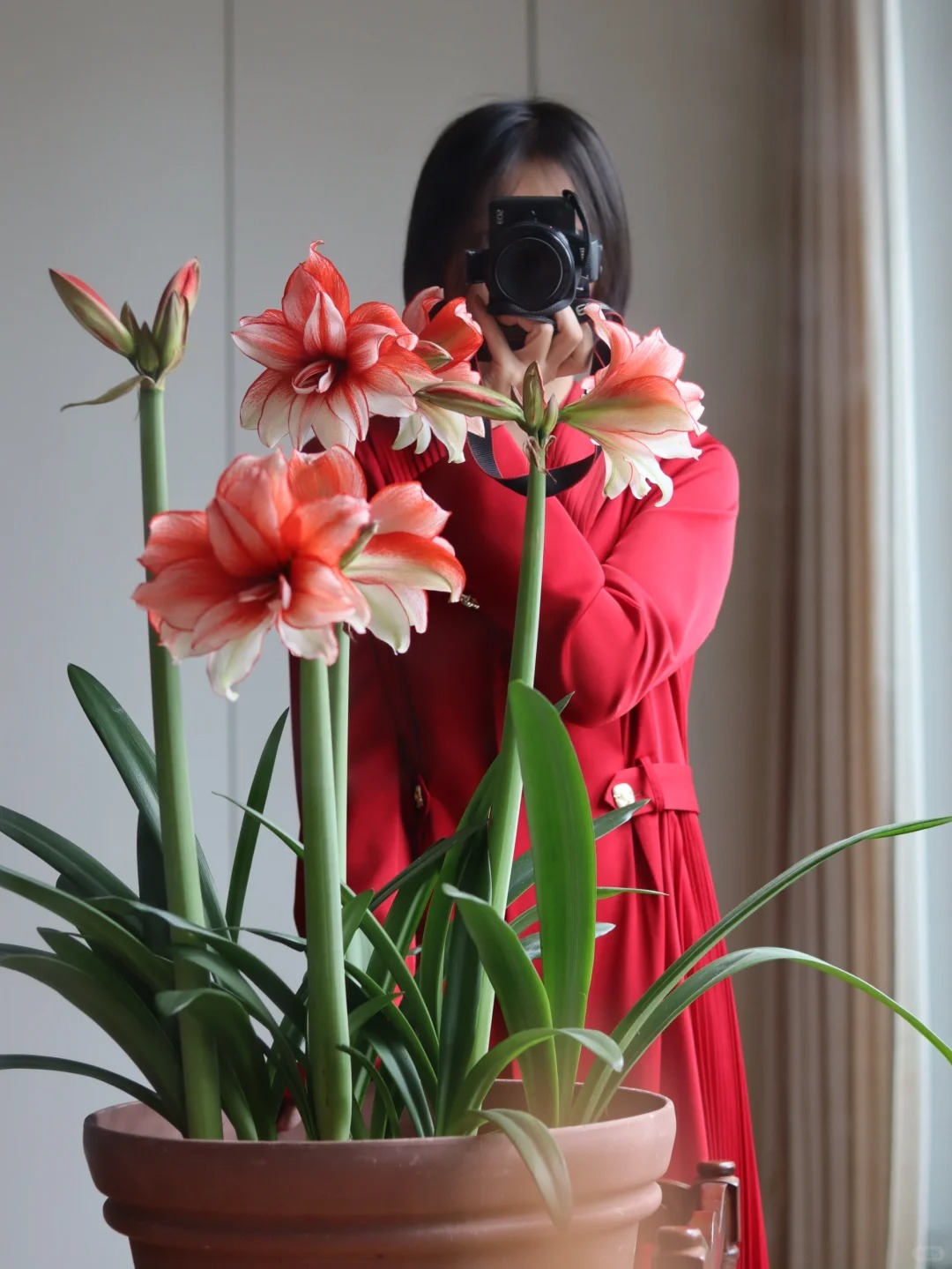 Nhiều chị em đang mê đắm loài hoa này: Cắm bình cũng đẹp, để cả chậu cũng sang, Tết nhìn là thấy giàu- Ảnh 3.