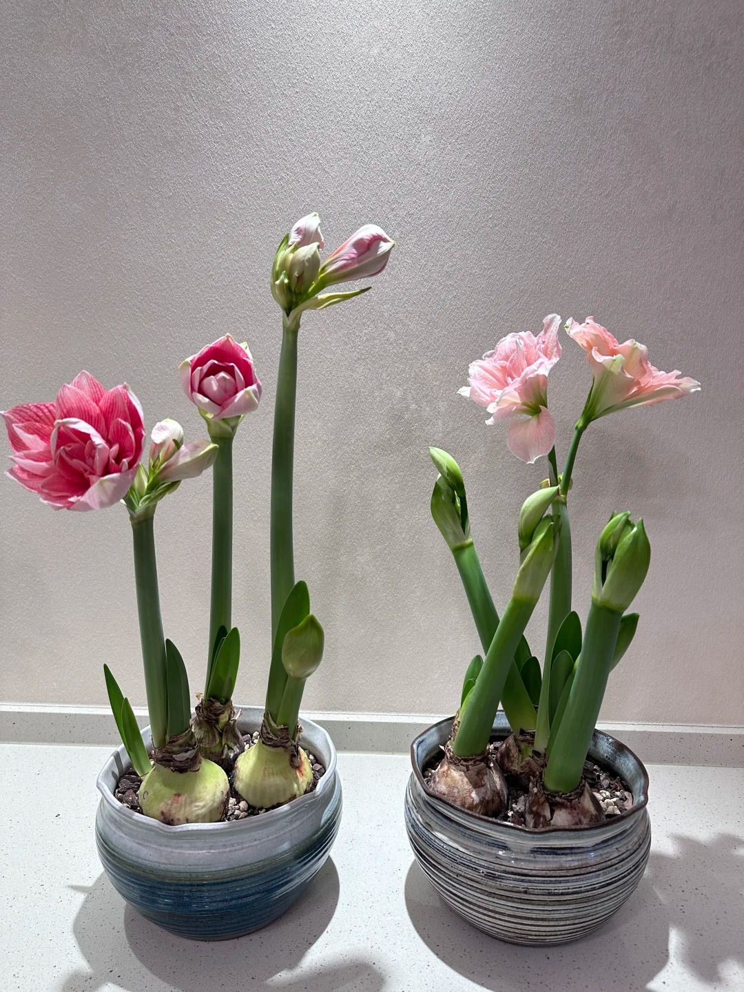 Nhiều chị em đang mê đắm loài hoa này: Cắm bình cũng đẹp, để cả chậu cũng sang, Tết nhìn là thấy giàu- Ảnh 24.