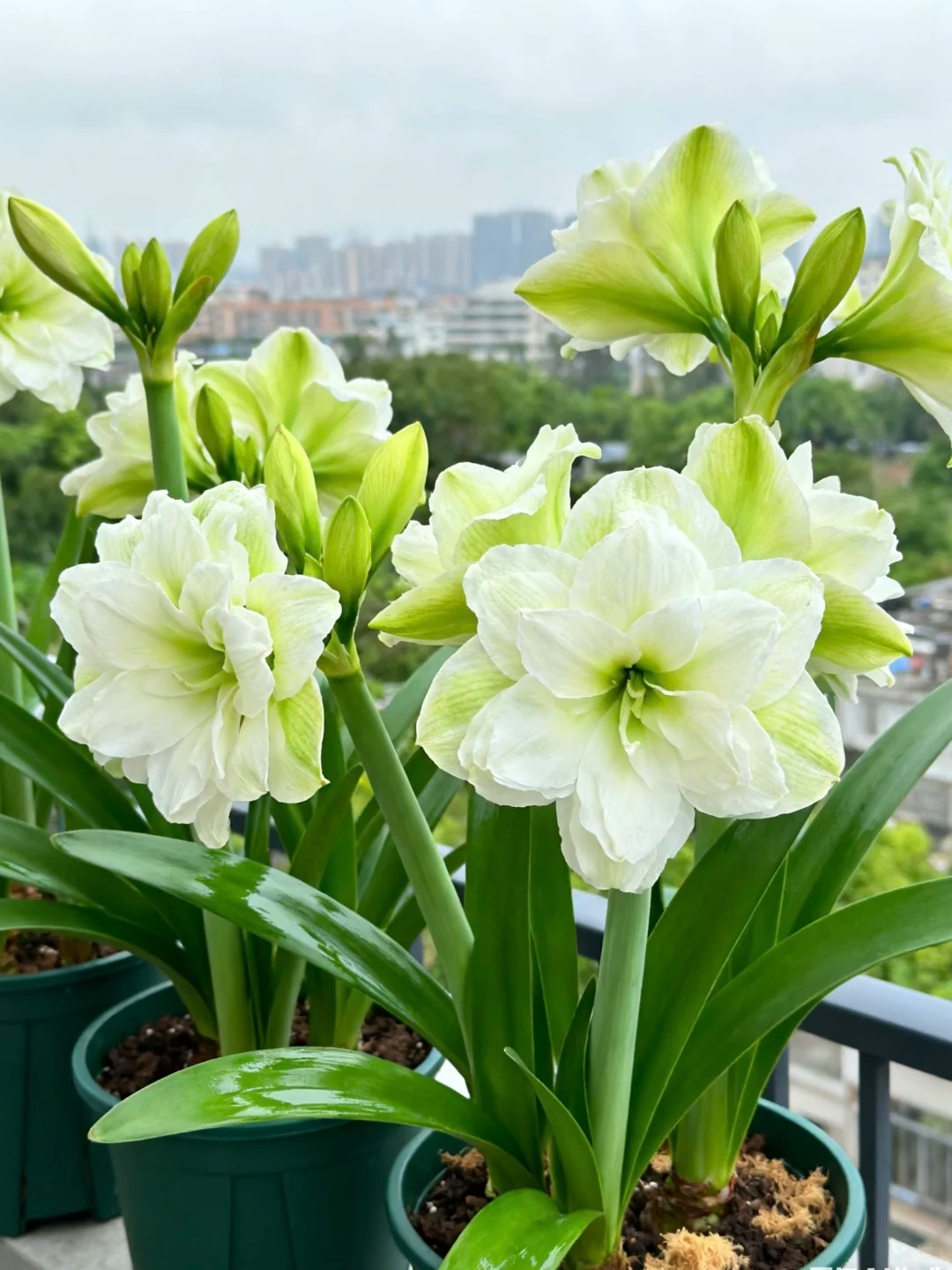 Nhiều chị em đang mê đắm loài hoa này: Cắm bình cũng đẹp, để cả chậu cũng sang, Tết nhìn là thấy giàu- Ảnh 15.