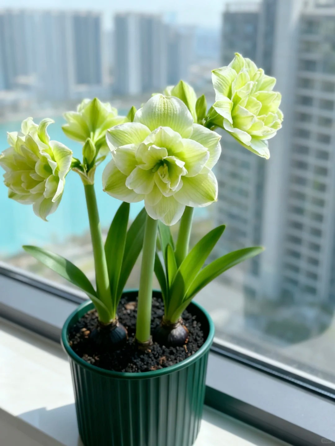 Nhiều chị em đang mê đắm loài hoa này: Cắm bình cũng đẹp, để cả chậu cũng sang, Tết nhìn là thấy giàu- Ảnh 11.