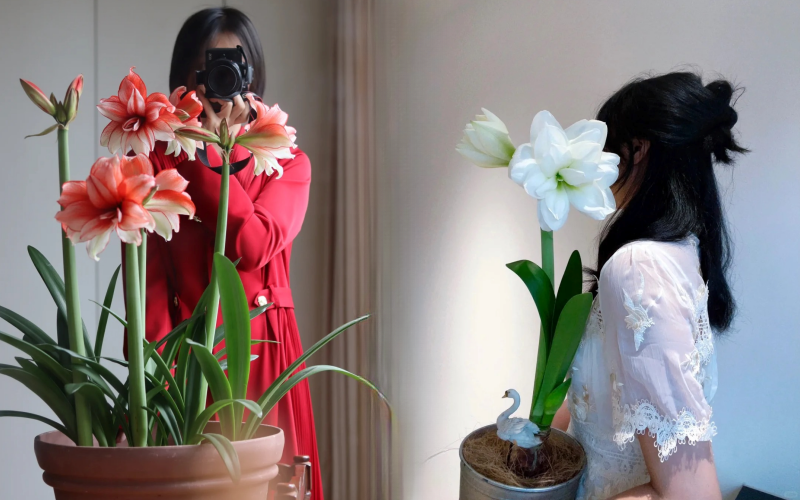 Nhiều chị em đang mê đắm loài hoa này: Cắm bình cũng đẹp, để cả chậu cũng sang, Tết nhìn là thấy giàu- Ảnh 1.