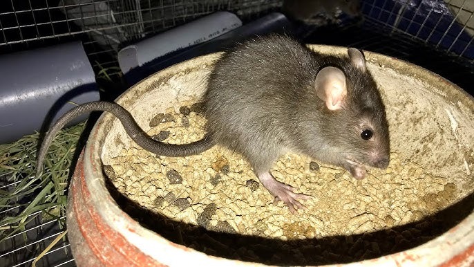 6 loài vật báo điềm xui, đi tới đâu đen tới đó: Gia chủ cần cẩn thận- Ảnh 2. 6 loài vật báo điềm xui, đi tới đâu đen tới đó: Gia chủ cần cẩn thận- Ảnh 2.