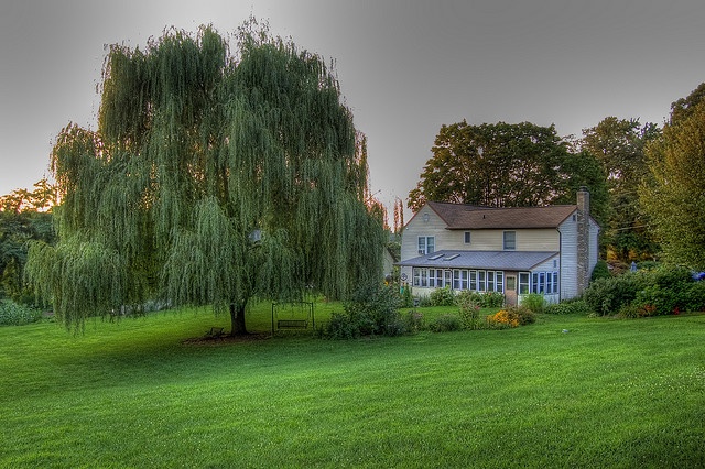 5 loại cây khiến bạn hối hận vì đã trồng quá sát nhà- Ảnh 5.