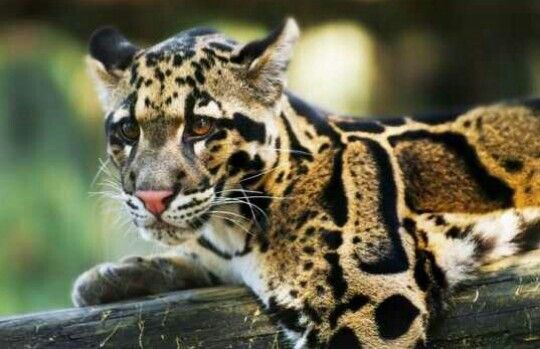 Được xác nhận tuyệt chủng 40 năm, loài vật này bất ngờ xuất hiện trở lại, chuyên gia nói: Hawking đã đúng- Ảnh 3.