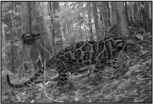 Được xác nhận tuyệt chủng 40 năm, loài vật này bất ngờ xuất hiện trở lại, chuyên gia nói: Hawking đã đúng- Ảnh 2.