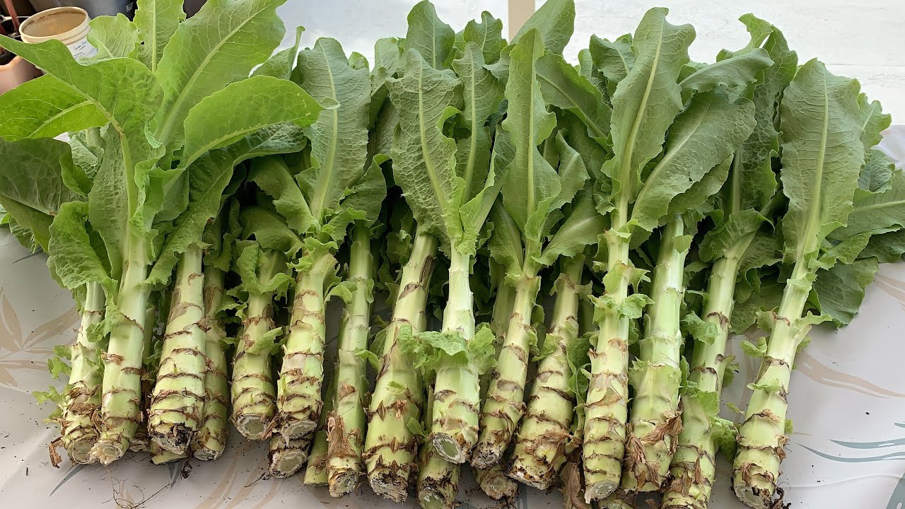 Loại rau giòn sần sật, hơn nửa triệu đồng/kg, giúp sống lâu, trẻ khỏe: Việt Nam có rất nhiều- Ảnh 3. Loại rau giòn sần sật, hơn nửa triệu đồng/kg, giúp sống lâu, trẻ khỏe: Việt Nam có rất nhiều- Ảnh 3.