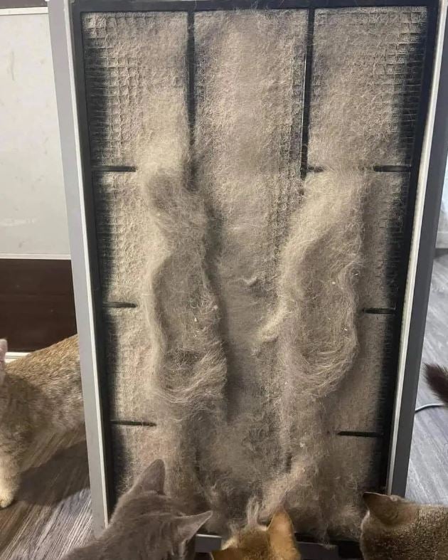 Cận cảnh bộ lọc không khí của một gia đình ở Long Biên: Không ngờ lại đến mức này!- Ảnh 7. Cận cảnh bộ lọc không khí của một gia đình ở Long Biên: Không ngờ lại đến mức này!- Ảnh 7.