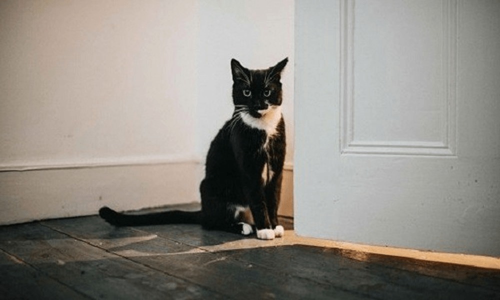 6 loài vật báo điềm xui, đi tới đâu đen tới đó: Gia chủ cần cẩn thận- Ảnh 4. 6 loài vật báo điềm xui, đi tới đâu đen tới đó: Gia chủ cần cẩn thận- Ảnh 4.