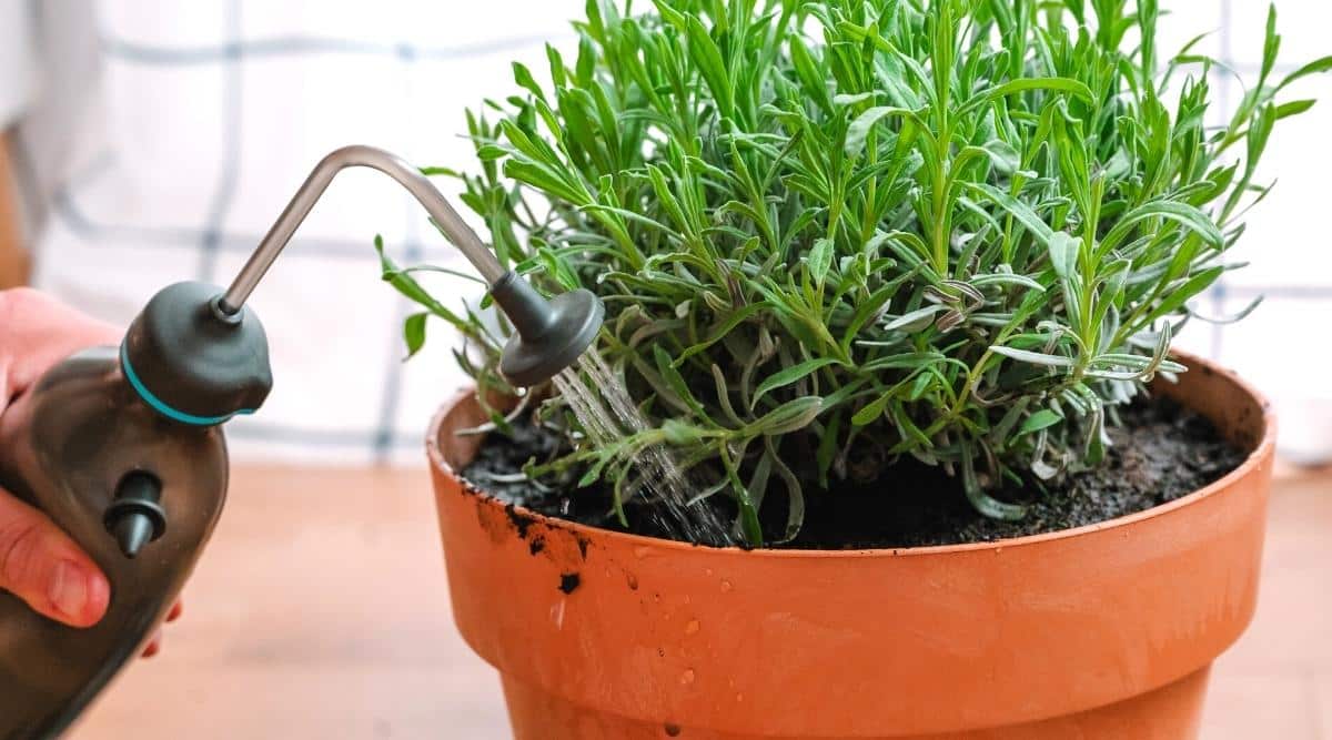 5 loại cây quen thuộc dễ trồng, vừa đuổi muỗi - ruồi, vừa lọc không khí trong nhà- Ảnh 2. 5 loại cây quen thuộc dễ trồng, vừa đuổi muỗi - ruồi, vừa lọc không khí trong nhà- Ảnh 2.