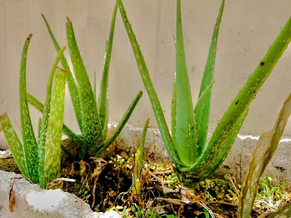 Việt Nam có loại cây được ví như 